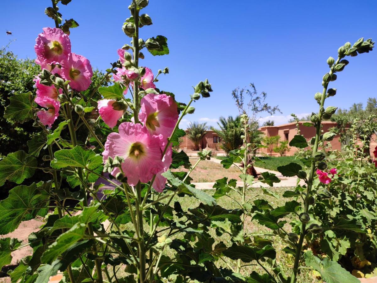 Maison D'Hotes Tigminou - Adults Only Aït Benhaddou Eksteriør bilde